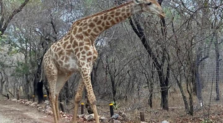 Ivory Sands Safari Lodge