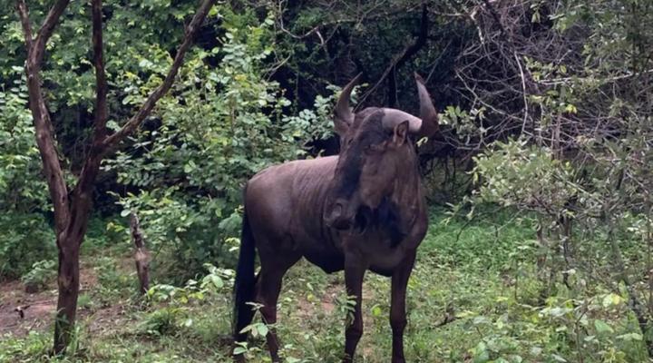 Ivory Sands Safari Lodge