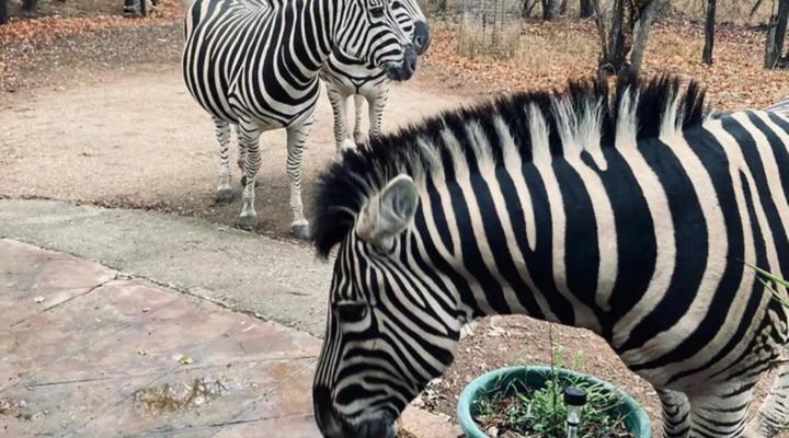 Ivory Sands Safari Lodge