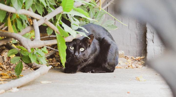 Pandora's Guesthouse