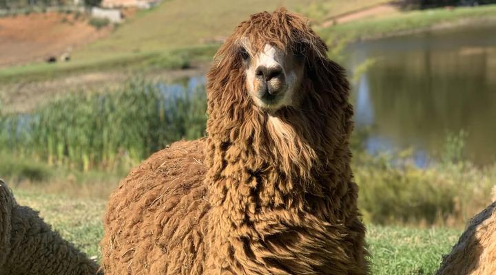 Alluvia Boutique Winery