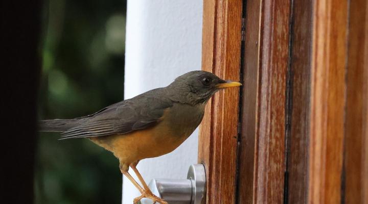 The Country Guesthouse