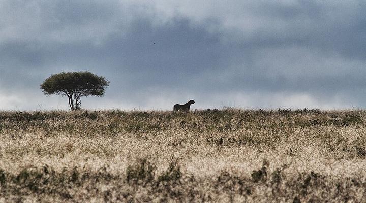 Serian Serengeti Mobile Camp