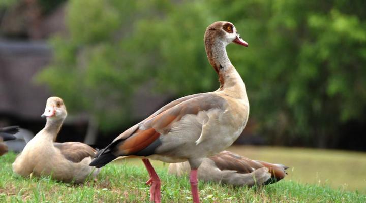 Unit 223 Kruger Park