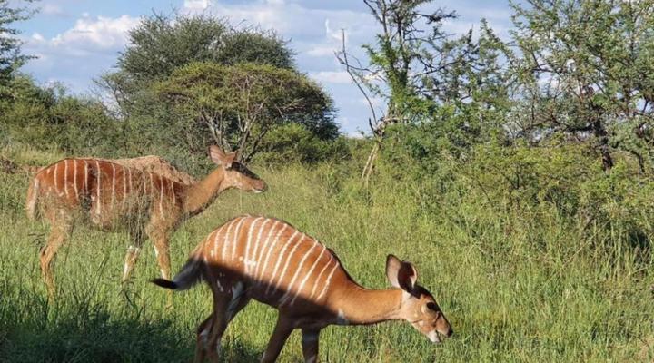 42@ Ditholo Game Lodge