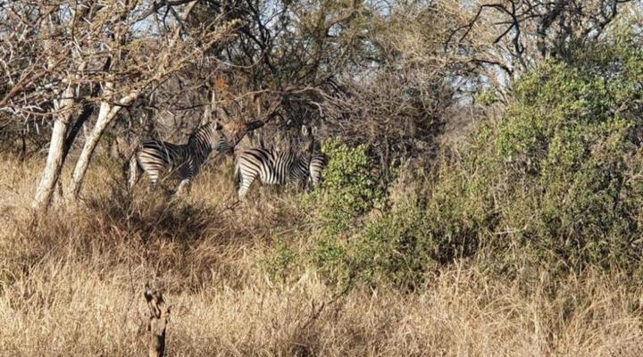 42@ Ditholo Game Lodge