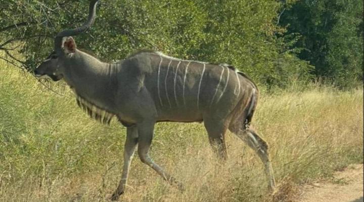 42@ Ditholo Game Lodge