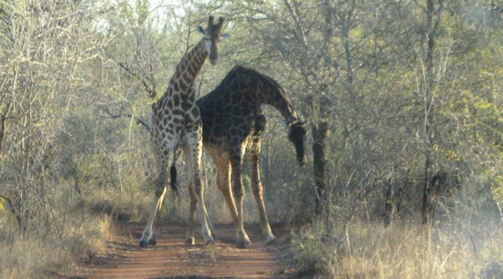 Penny Lane Marloth Park