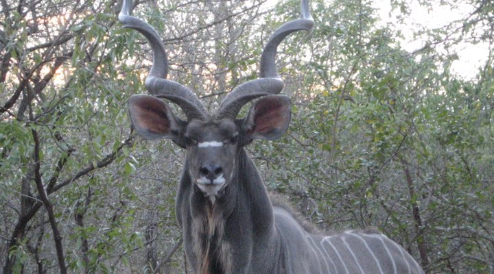 Penny Lane Marloth Park