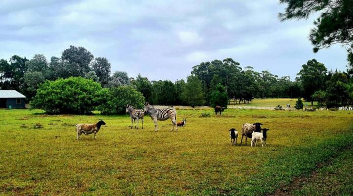 Wild Paradise Cottages