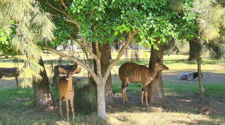 Wild Paradise Cottages