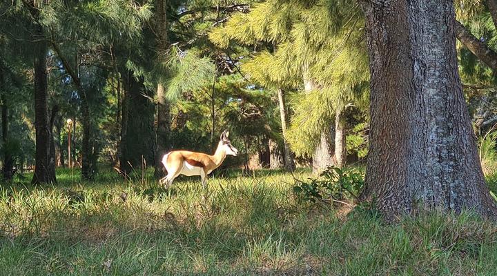 Wild Paradise Cottages