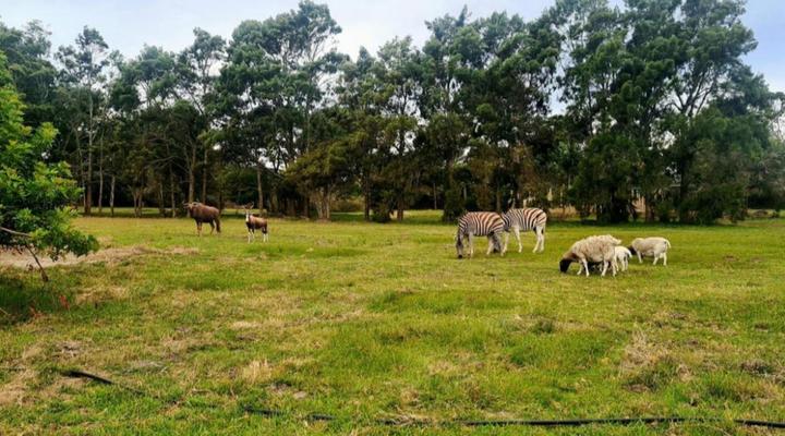 Wild Paradise Cottages