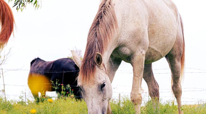 Kasteelkop Guest Farm