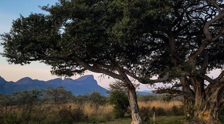 Honeyguide Ranger Camp