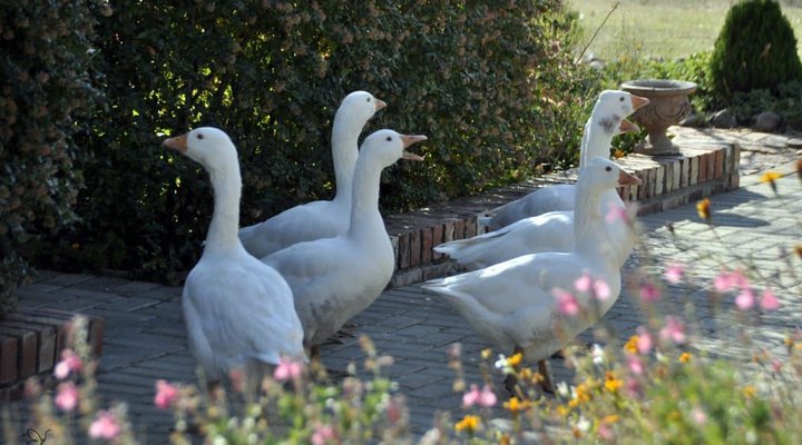 Gaggle Inn
