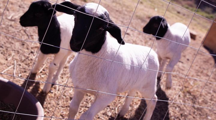 Riad Maroc, Nieu-Bethesda
