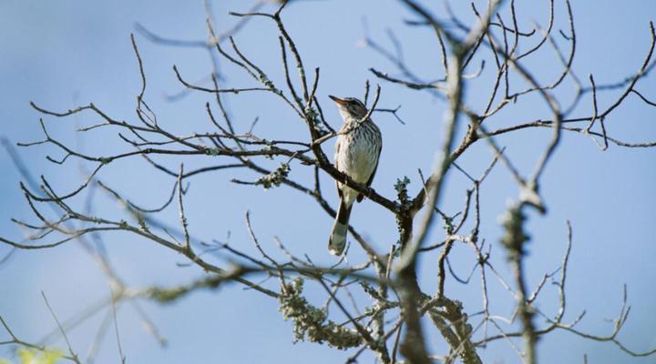Matatane Camp - Babanango Game Reserve