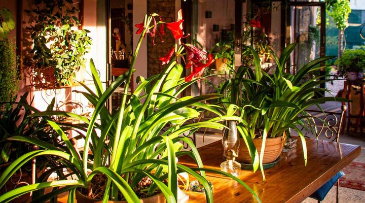 Ebonymoon Guest House & Studio