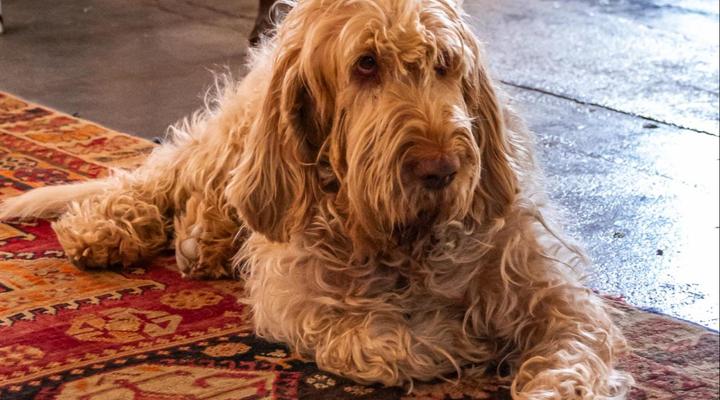 Ebonymoon Guest House & Studio