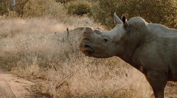 Leopard’s Bend Bush Lodge