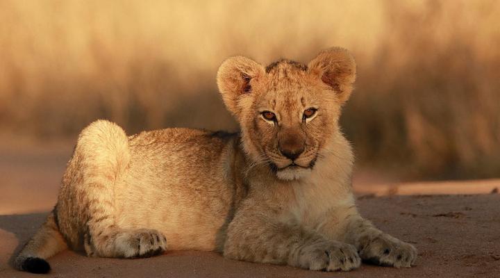 Leopard’s Bend Bush Lodge