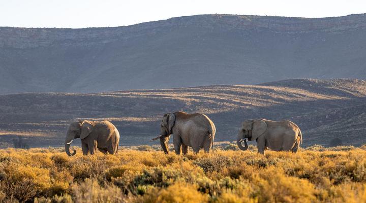 Aquila Private Game Reserve