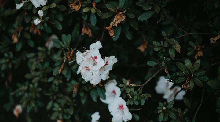 Storms River Forest Lodge