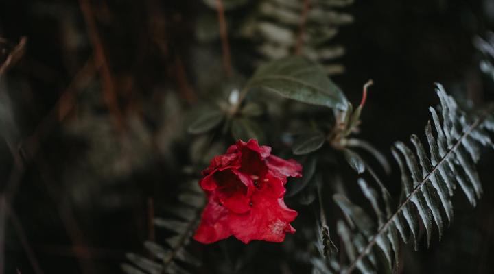 Storms River Forest Lodge