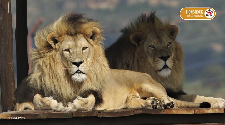 LIONSROCK Big Cat Sanctuary