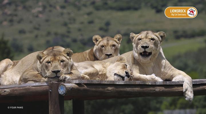 LIONSROCK Big Cat Sanctuary