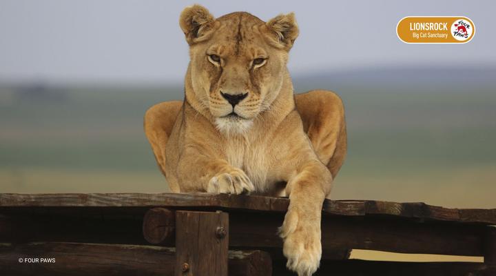 LIONSROCK Big Cat Sanctuary