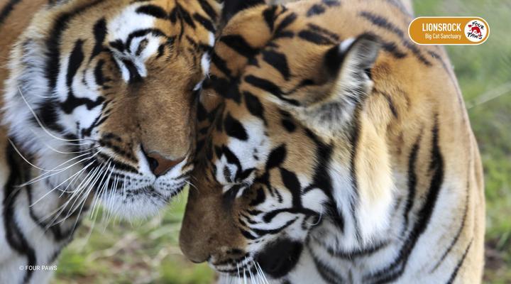 LIONSROCK Big Cat Sanctuary