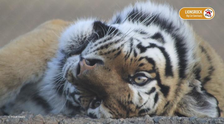 LIONSROCK Big Cat Sanctuary