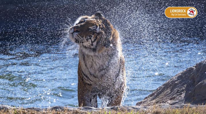 LIONSROCK Big Cat Sanctuary