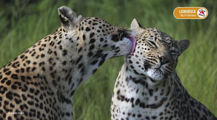 LIONSROCK Big Cat Sanctuary
