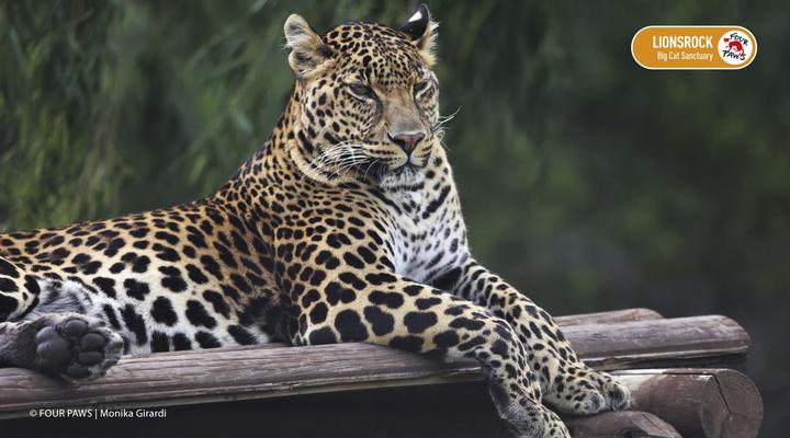 LIONSROCK Big Cat Sanctuary