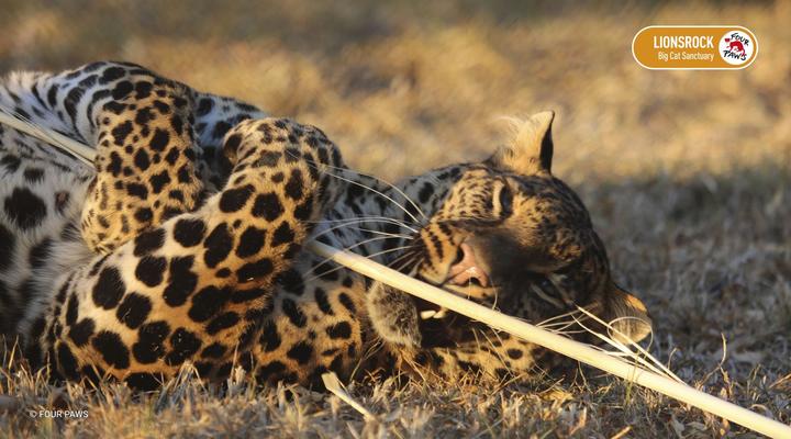 LIONSROCK Big Cat Sanctuary