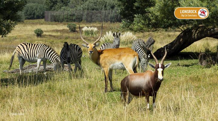 LIONSROCK Big Cat Sanctuary