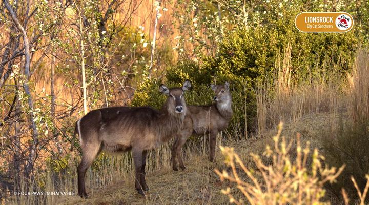 LIONSROCK Big Cat Sanctuary