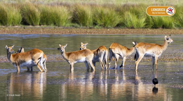LIONSROCK Big Cat Sanctuary
