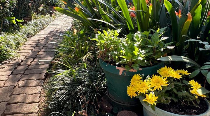 224 Carinus BB & Self Catering