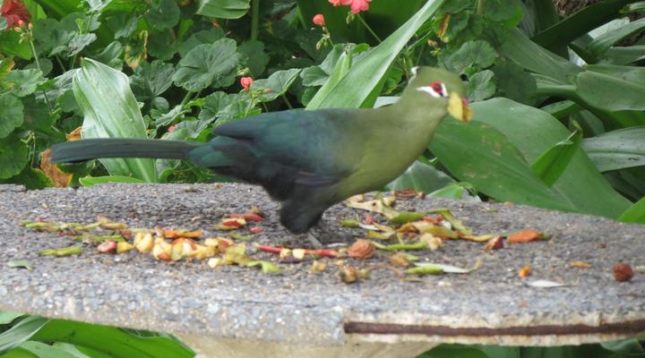 AppleBee Guest Cottages