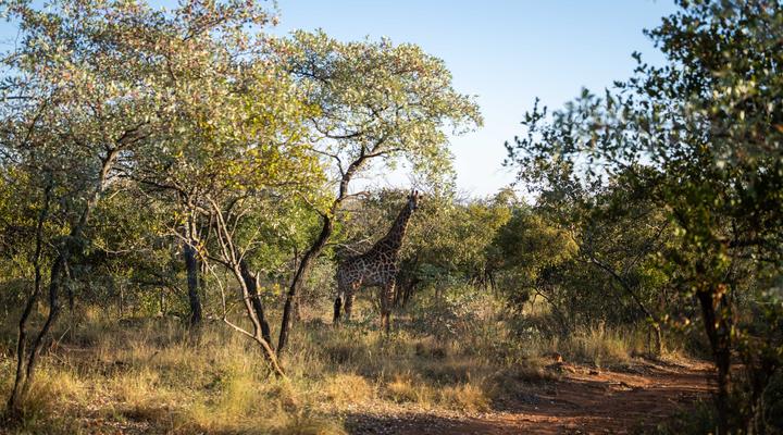 Mmakuba Private Game Lodge