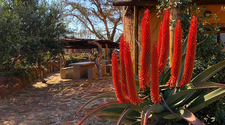 Amphitheatre Backpackers Lodge