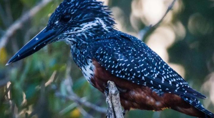 Bongela Private Game Lodge