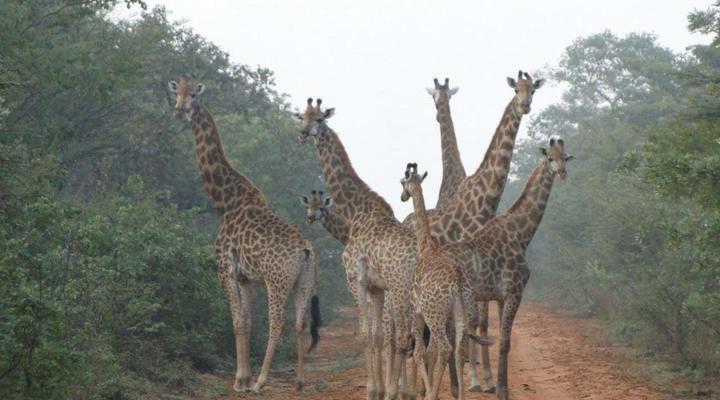 Bongela Private Game Lodge