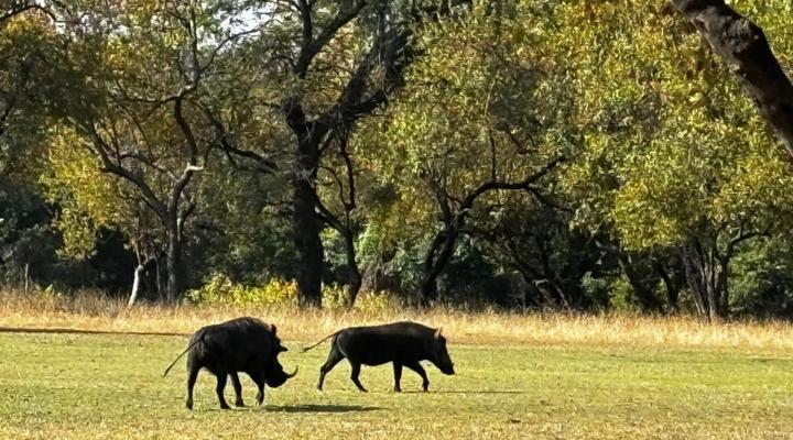 Ba-Phalaborwa Resort and Golf Course