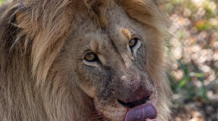 Thaba Khaya Lodge, Sable Ranch