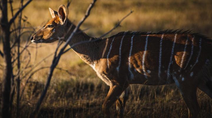 Geluksfontein Private Game Farm